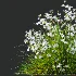 ntal grasses. These elegant groundcover species are valued for their refined texture, compact growth habit, and exceptional versatility in contemporary landscape architecture, Japanese gardens, urban parks, courtyards, and high-end residential projects. - Thumbnail 9