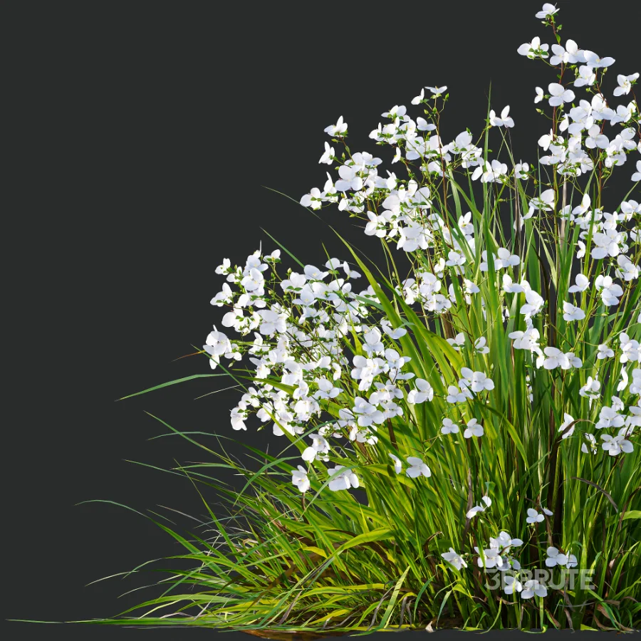 ntal grasses. These elegant groundcover species are valued for their refined texture, compact growth habit, and exceptional versatility in contemporary landscape architecture, Japanese gardens, urban parks, courtyards, and high-end residential projects. Image 9