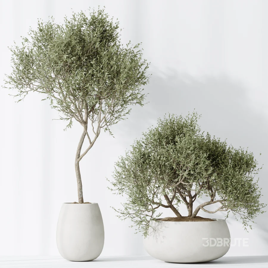 AV Indoor Plants Set 471 Chemlali Olive and Giant Monstera and Cyara Areca Palm and Ravenala Banana Image 7