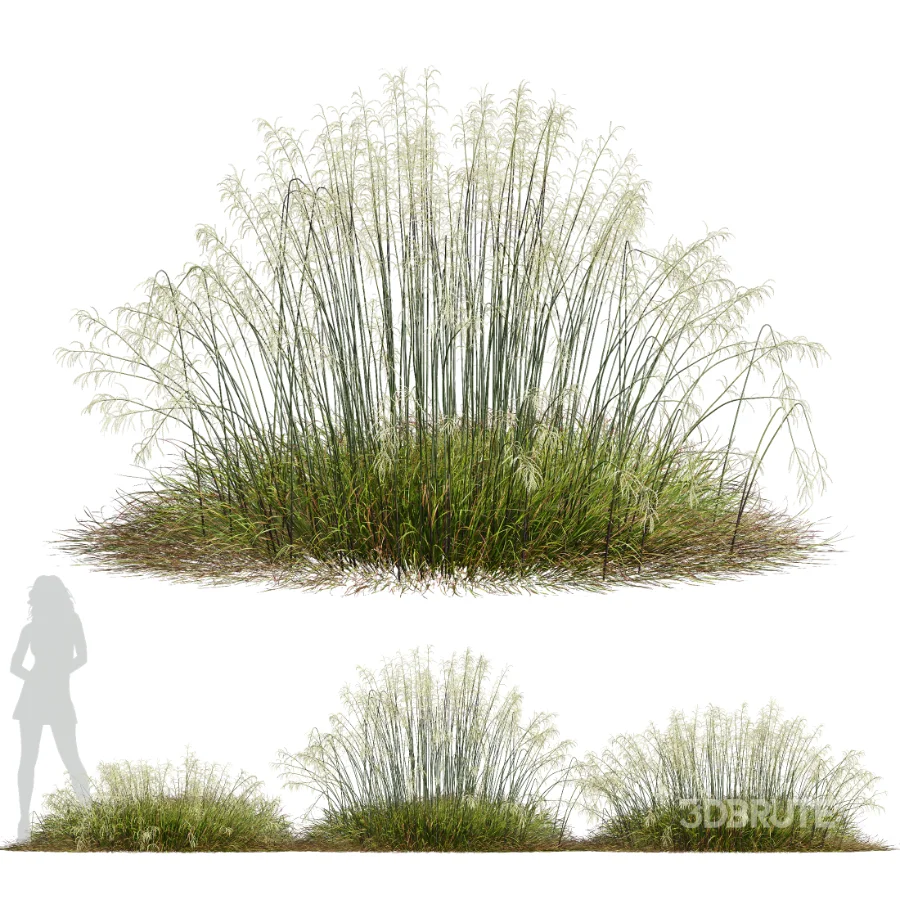 AV Stipa arundinacea Anemanthele lessoniana and Stipa arundinacea Sweet Grass Image 2