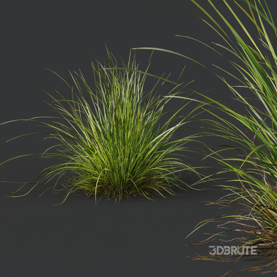 AV Celtica Gigantea Stipa Golden Oats and Carex Elata Aurea Grass Image 4