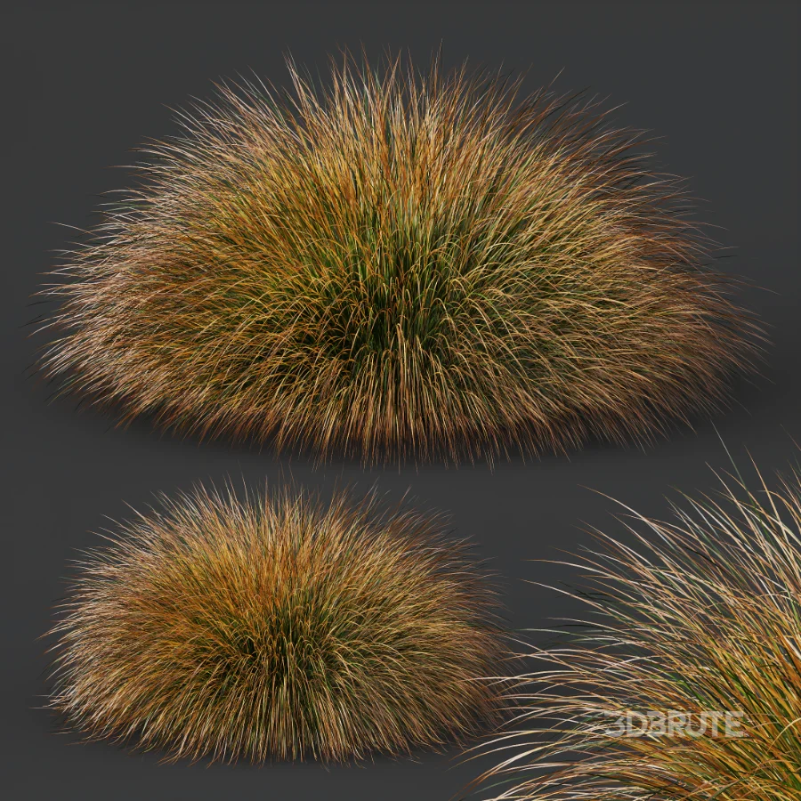 AV Carex Testacea Orange Sedge Grass Prairie Fire and Molinia Caerulea Heidebraut Kleines Pfeifengras Image 4