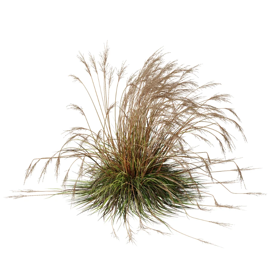 AV Carex Testacea Orange Sedge Grass Prairie Fire and Molinia Caerulea Heidebraut Kleines Pfeifengras Image 3