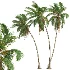 AV Borassus Flabellifer and Cocos Nucifera Windy palms - Thumbnail 3