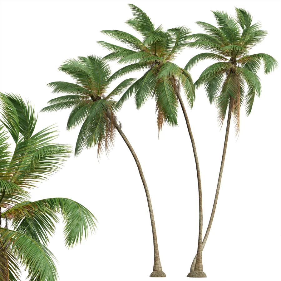 AV Borassus Flabellifer and Cocos Nucifera Windy palms Image 3