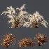 AV Carex Testacea Orange Sedge Grass Prairie Fire and Nassella Tenuissima fall - Thumbnail 9