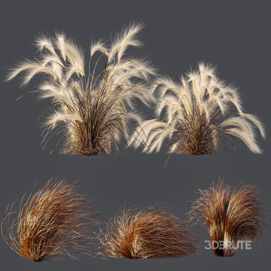 AV Carex Testacea Orange Sedge Grass Prairie Fire and Nassella Tenuissima fall Image 9