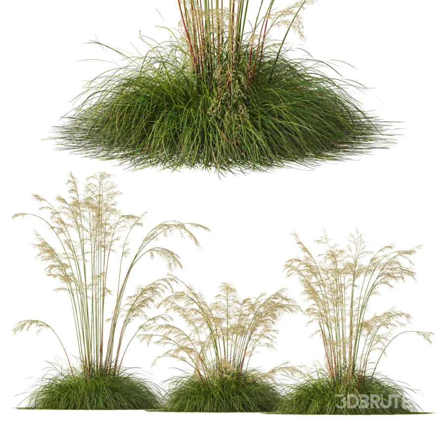 AV Celtica Gigantea Stipa Golden Oats and Carex Elata Aurea Grass Image 1