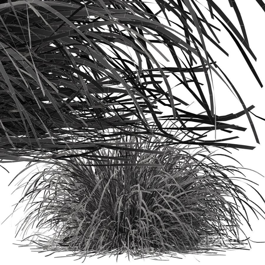AV Celtica Gigantea Stipa Golden Oats and Carex Elata Aurea Grass Image 11