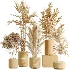 AV Indoor Plants Set 466 Dracaena Warneckii Lime Cane and Ficus microcarpa and Rhapis Lady Palm and Ravenala Banana and Chemlali Olive - Thumbnail 8