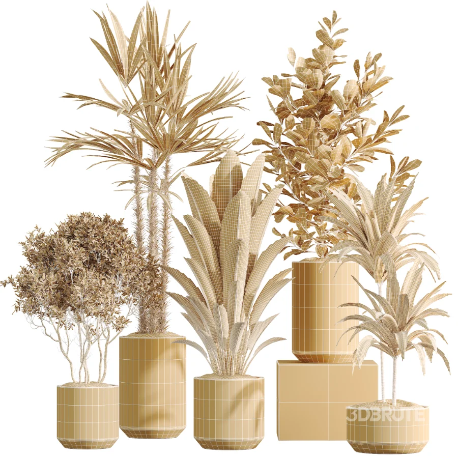 AV Indoor Plants Set 466 Dracaena Warneckii Lime Cane and Ficus microcarpa and Rhapis Lady Palm and Ravenala Banana and Chemlali Olive Image 8