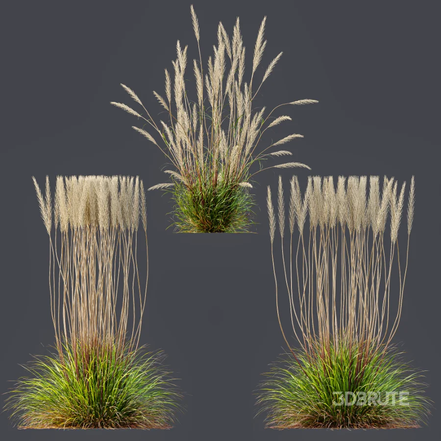 AV Calamagrostis Acutiflora Karl Foerster Image 7