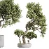 AV Indoor Plants Set 455 Schefflera Arboricola and Cat Reed Palm and Bird Of Paradise and Chemlali Olive Tree and Ficus lyrate - Thumbnail 1