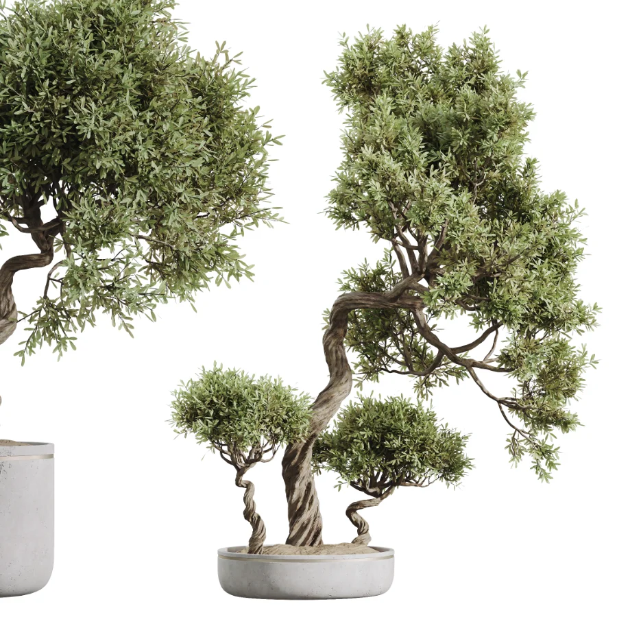 AV Indoor Plants Set 455 Schefflera Arboricola and Cat Reed Palm and Bird Of Paradise and Chemlali Olive Tree and Ficus lyrate Image 1