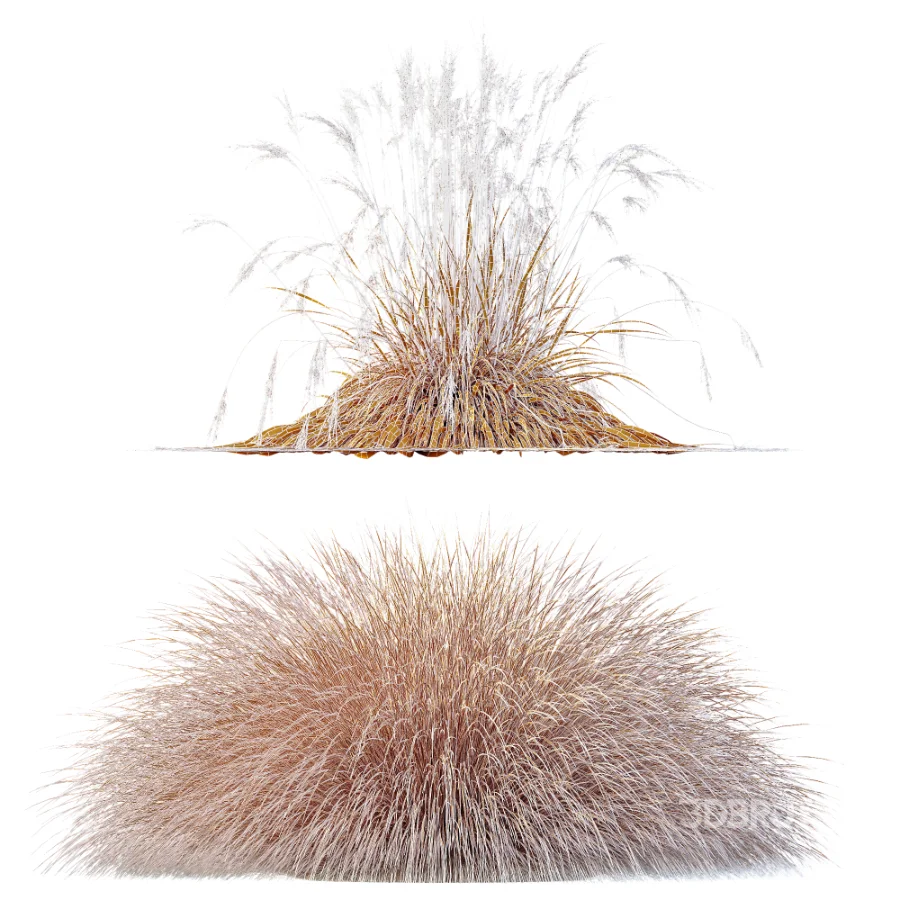 AV Carex Testacea Orange Sedge Grass Prairie Fire and Molinia Caerulea Heidebraut Kleines Pfeifengras Image 9