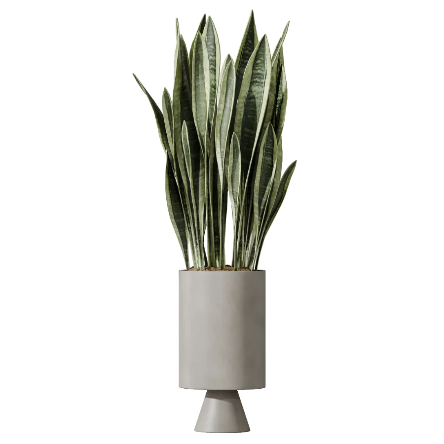 AV Indoor Plants Set 450 Chemlali Olive Tree and Sansevieria Trifasciata and Spathiphyllum Peace Lily and Ficus Dracaena Marginata Image 3