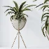 AV Indoor Plants Set 462 Licuala Grandis Palm and Dracaena Warneckii Cane and Snake Sansevieria and Ficus Cyathistipula and Chemlali Olive - Thumbnail 7