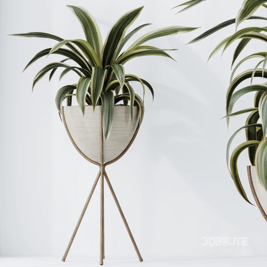 AV Indoor Plants Set 462 Licuala Grandis Palm and Dracaena Warneckii Cane and Snake Sansevieria and Ficus Cyathistipula and Chemlali Olive Image 7