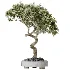 AV Indoor Plants Set 458 Ravenala Banana and Wilsonii Chemlali Olive and Alnus Glutinosa - Thumbnail 5