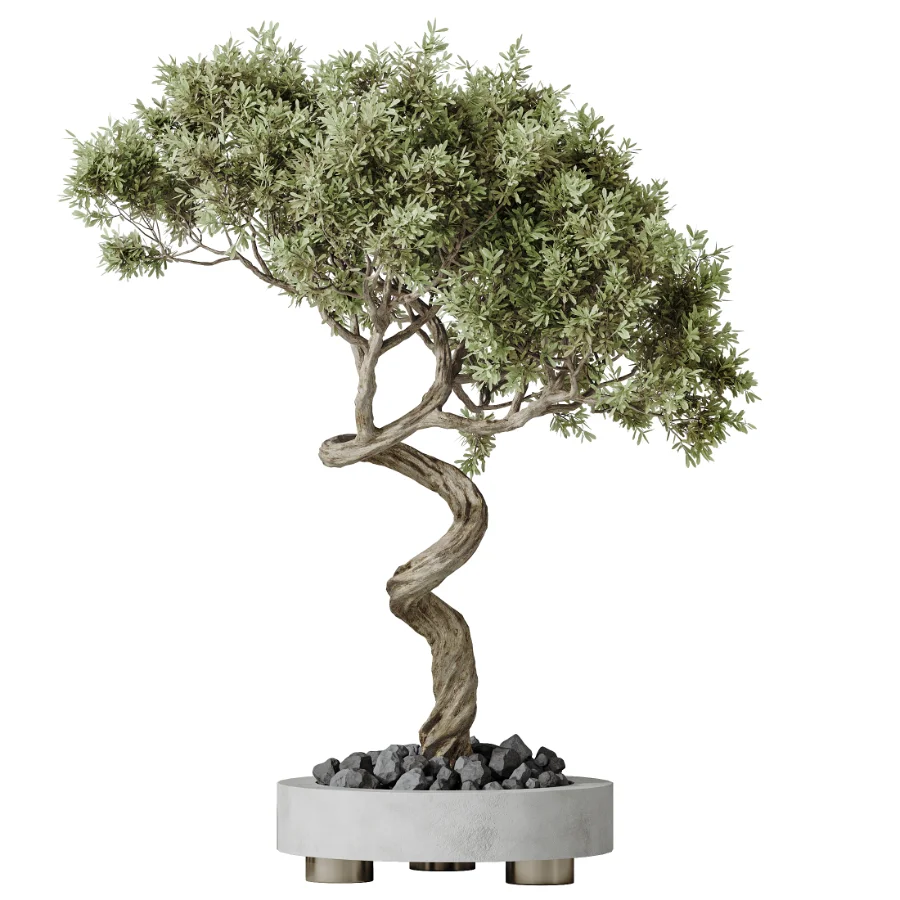 AV Indoor Plants Set 458 Ravenala Banana and Wilsonii Chemlali Olive and Alnus Glutinosa Image 5