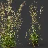 AV Celtica Gigantea Stipa Golden Oats and Stipa Tenuissima Ostnica Mocna Pony Tails - Thumbnail 4