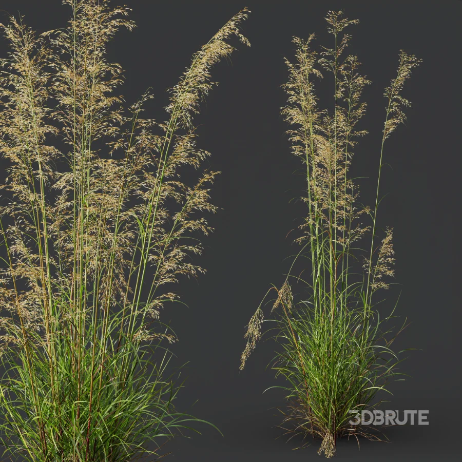 AV Celtica Gigantea Stipa Golden Oats and Stipa Tenuissima Ostnica Mocna Pony Tails Image 4