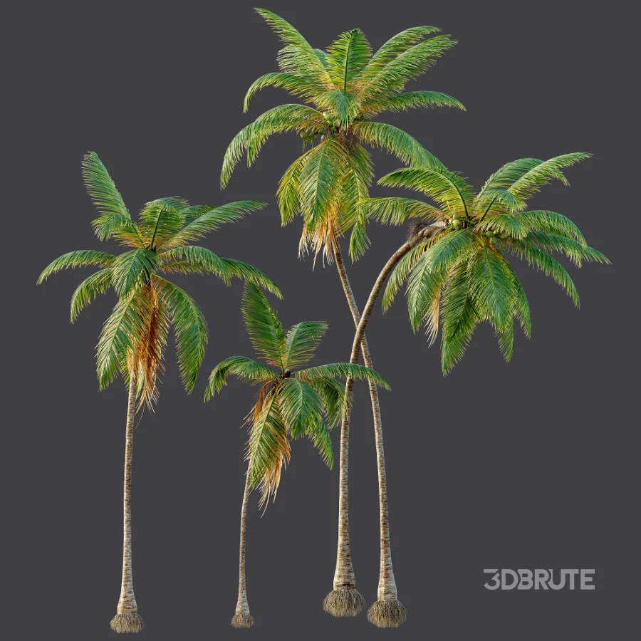 AV Cocos Nucifera palms Image 8