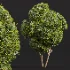 AV Ficus Concinna Bonsai Pruned and Ligustrum Quihoui Privet Pruned Box - Thumbnail 6