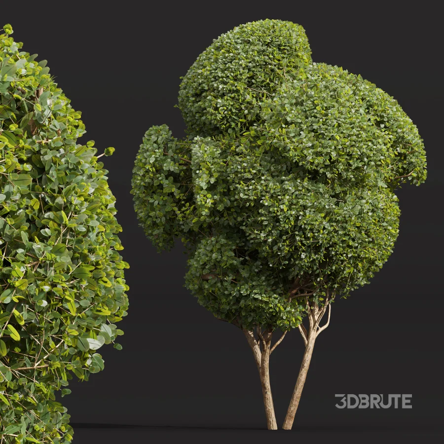 AV Ficus Concinna Bonsai Pruned and Ligustrum Quihoui Privet Pruned Box Image 6