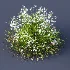 ntal grasses. These elegant groundcover species are valued for their refined texture, compact growth habit, and exceptional versatility in contemporary landscape architecture, Japanese gardens, urban parks, courtyards, and high-end residential projects. - Thumbnail 10