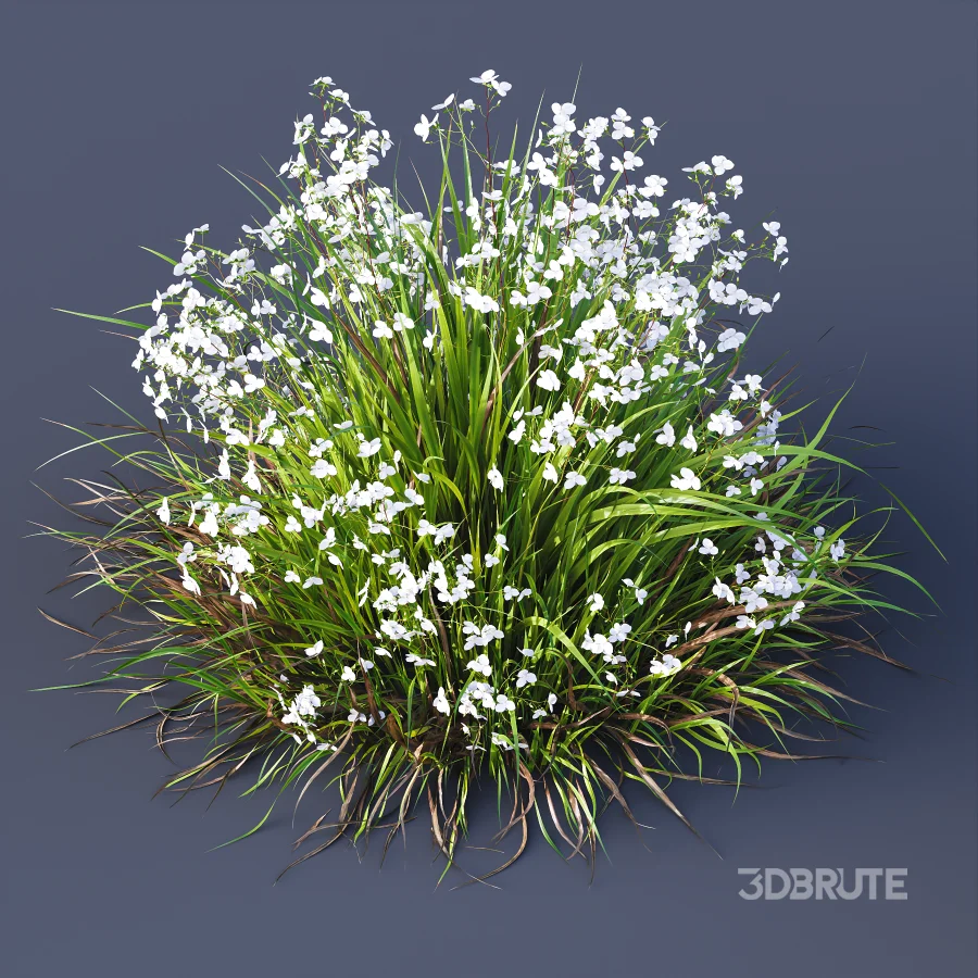 ntal grasses. These elegant groundcover species are valued for their refined texture, compact growth habit, and exceptional versatility in contemporary landscape architecture, Japanese gardens, urban parks, courtyards, and high-end residential projects. Image 10