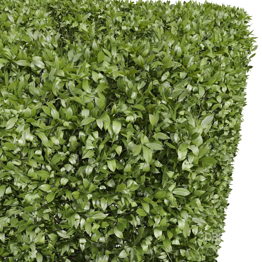 AV Ficus Concinna Bonsai Pruned and Ligustrum Quihoui Privet Pruned Box Image 2