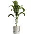 AV Indoor Plants Set 459 Chemlali Olive and Cat Reed Palm and China Orange Tree and Ficus Dracaena Marginata and Ravenala Banana - Thumbnail 1