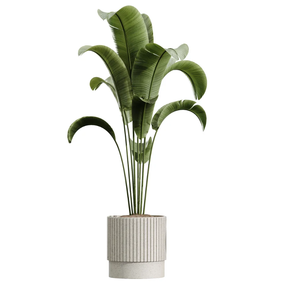 AV Indoor Plants Set 459 Chemlali Olive and Cat Reed Palm and China Orange Tree and Ficus Dracaena Marginata and Ravenala Banana Image 1