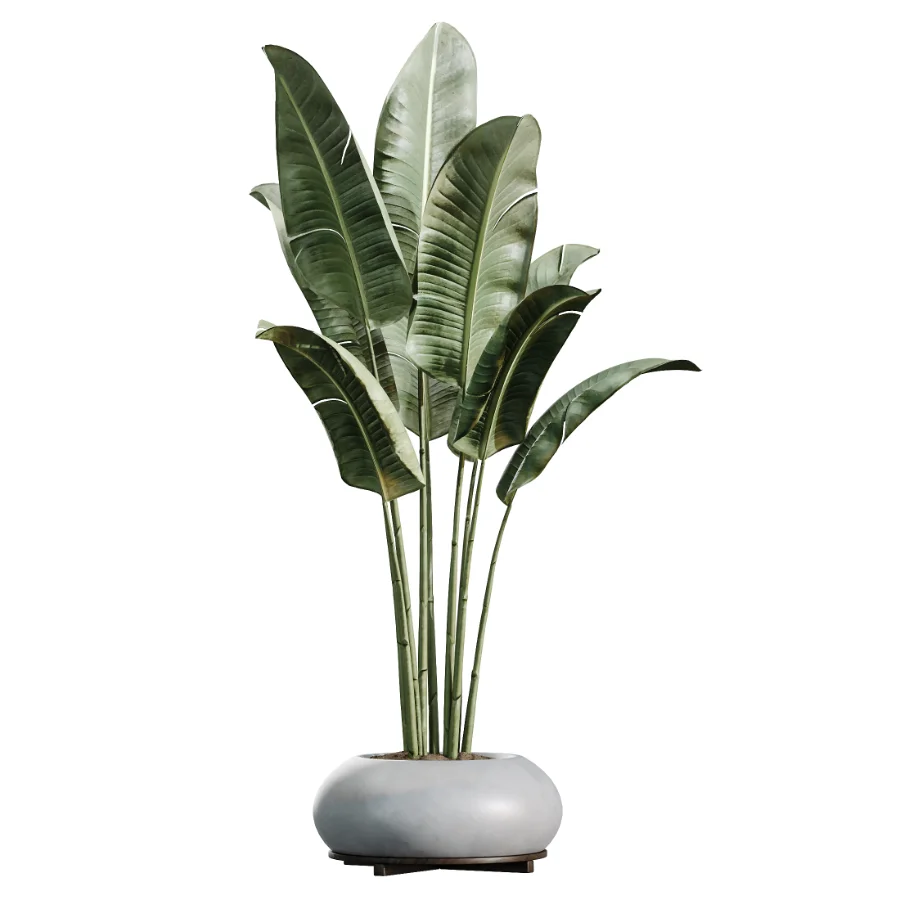 AV Indoor Plants Set 469 Rhapis Lady Palm and Chemlali Olive and Bird Of ParadiseBird and Ficus Elastica Image 2