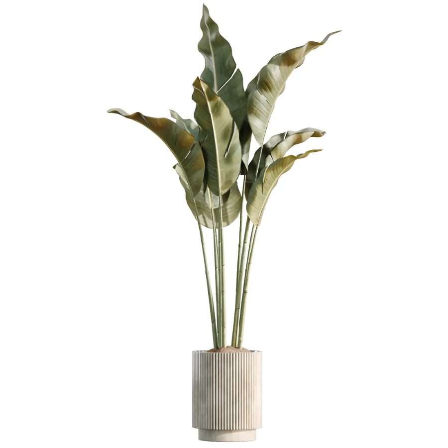 AV Indoor Plants Set 461 Yucca Elephantipe and Cat Reed Palm and Bird Of Paradise and Schefflera Arboricola Image 2