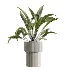 AV Indoor Plants Set 456 Wilsonii Chemlali Olive and Mission Olive Tree and Rhapis Lady Palm and Spathiphyllum Wallisii - Thumbnail 3