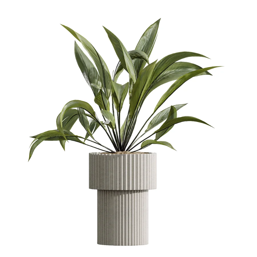 AV Indoor Plants Set 456 Wilsonii Chemlali Olive and Mission Olive Tree and Rhapis Lady Palm and Spathiphyllum Wallisii Image 3