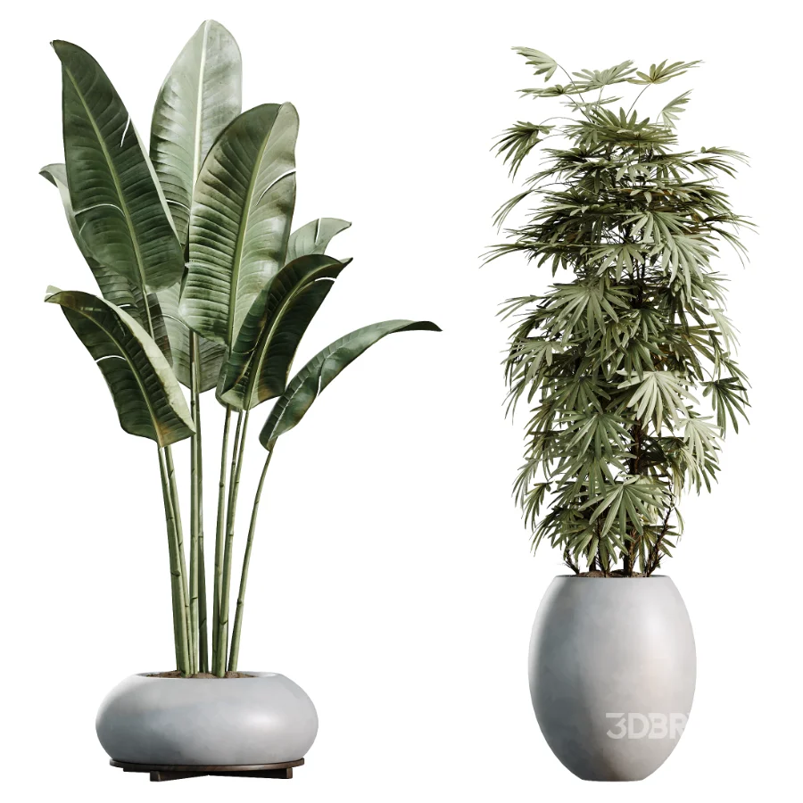 AV Indoor Plants Set 469 Rhapis Lady Palm and Chemlali Olive and Bird Of ParadiseBird and Ficus Elastica Image 7