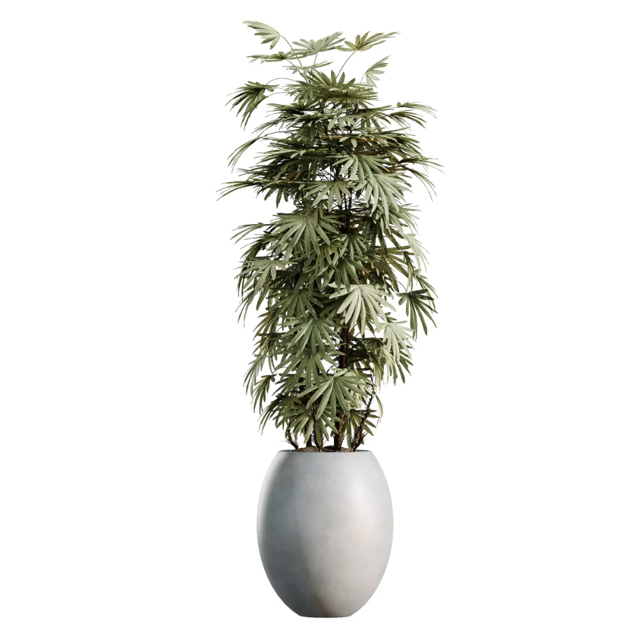 AV Indoor Plants Set 469 Rhapis Lady Palm and Chemlali Olive and Bird Of ParadiseBird and Ficus Elastica Image 5
