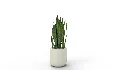 Artificial Snake Plant Plantin Planter - Thumbnail 3