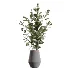 AV Indoor Plants Set 454 Chemlali Olive Tree and Bird Of ParadiseBird and Ficus microcarpa and Ficus Dracaena Marginata - Thumbnail 1