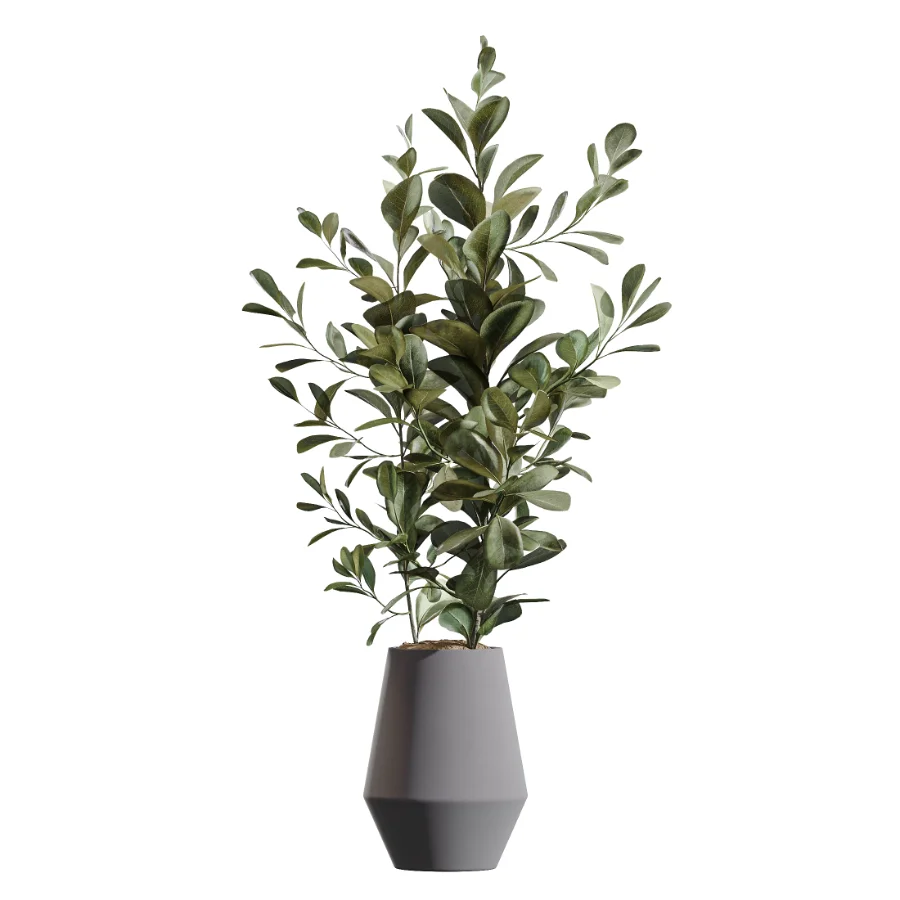 AV Indoor Plants Set 454 Chemlali Olive Tree and Bird Of ParadiseBird and Ficus microcarpa and Ficus Dracaena Marginata Image 1