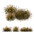 AV Stipa Tenuissima Ostnica Mocna Pony Tails and Carex Testacea Orange Sedge Grass Prairie Fire - Thumbnail 4