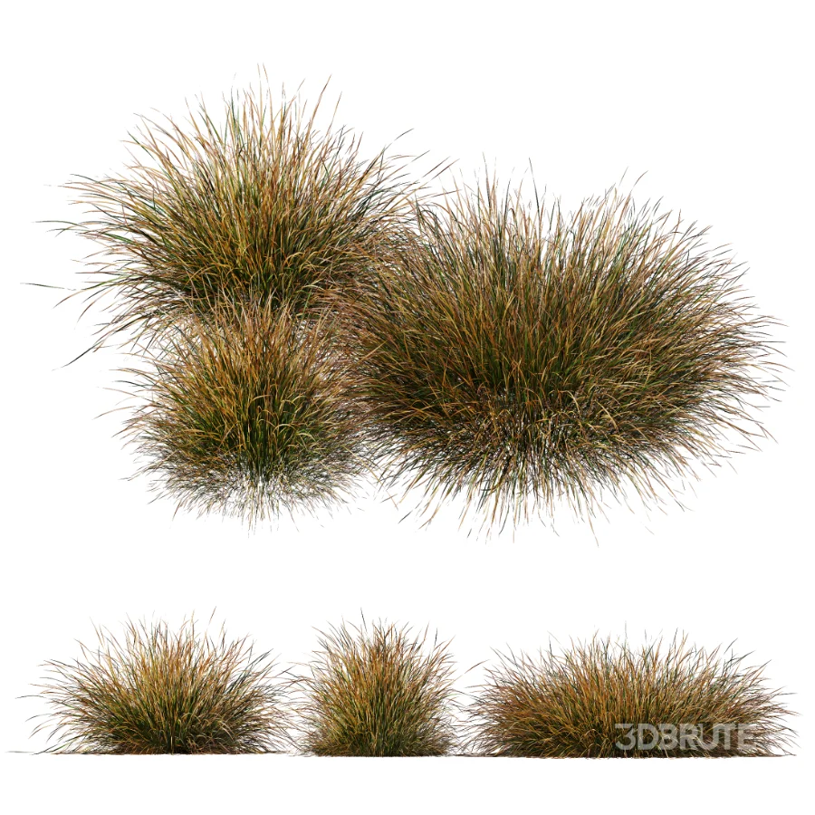 AV Stipa Tenuissima Ostnica Mocna Pony Tails and Carex Testacea Orange Sedge Grass Prairie Fire Image 4