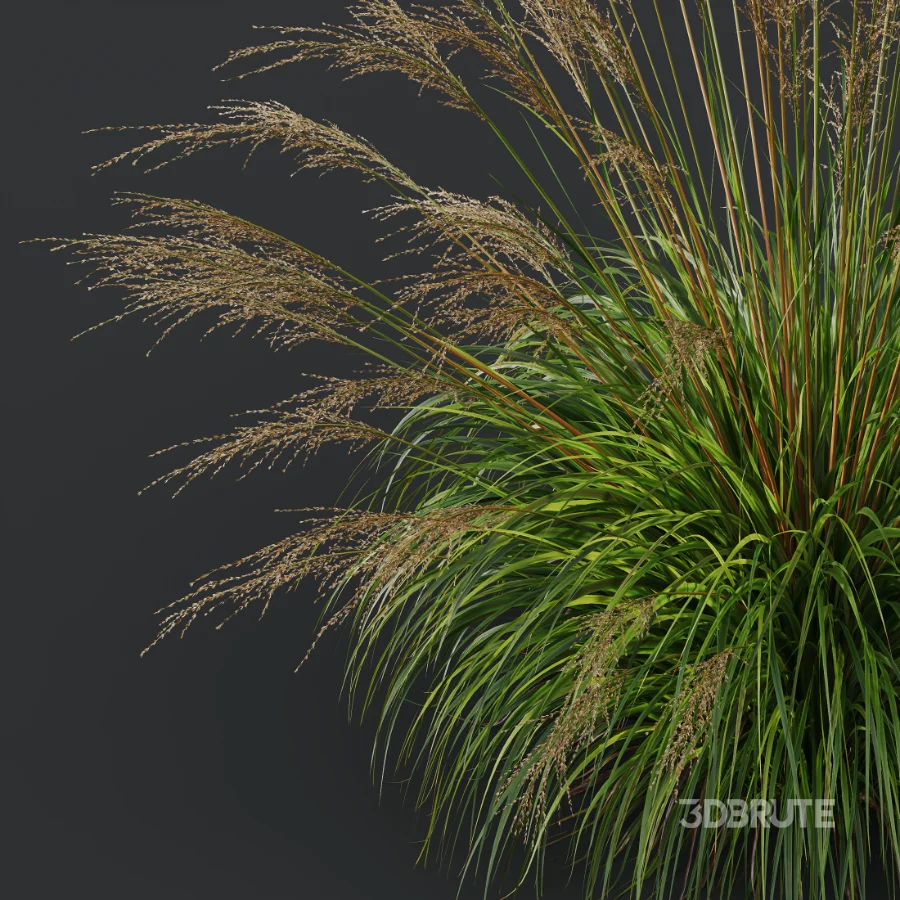 AV Molinia Caerulea Heidebraut Kleines Pfeifengras Image 4