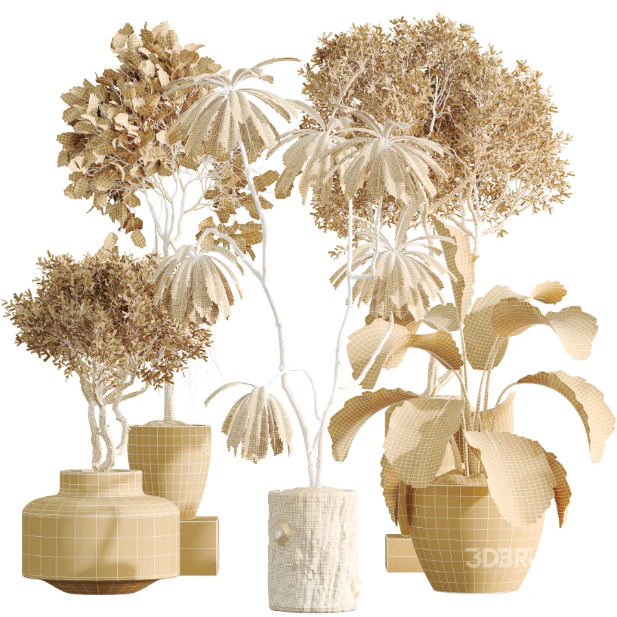 AV Indoor Plants Set 460 Ficus Cyathistipul and Calathea Lutea and Chemlali Olive and Ficus Benjamina African Fig Image 9