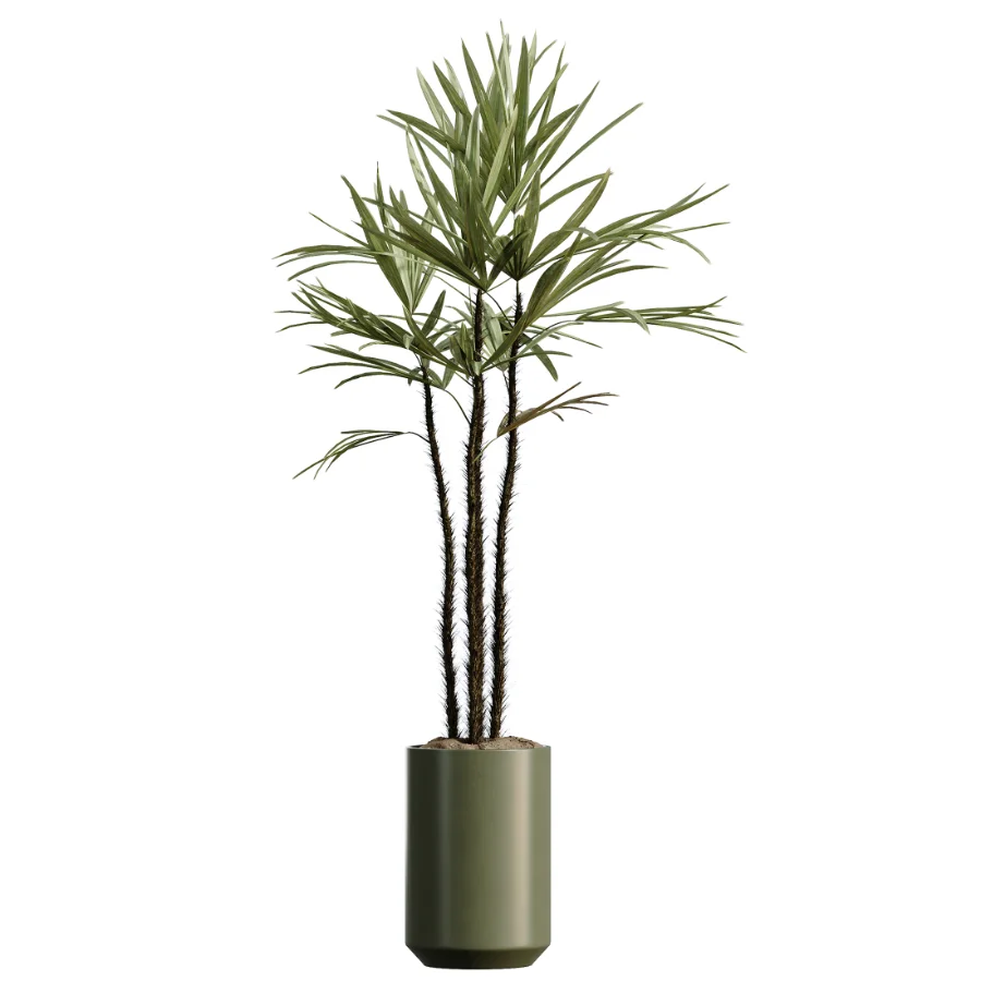 AV Indoor Plants Set 466 Dracaena Warneckii Lime Cane and Ficus microcarpa and Rhapis Lady Palm and Ravenala Banana and Chemlali Olive Image 4
