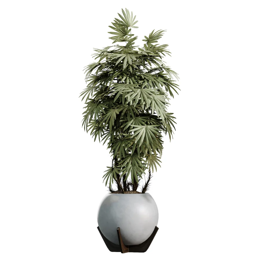 AV Indoor Plants Set 469 Rhapis Lady Palm and Chemlali Olive and Bird Of ParadiseBird and Ficus Elastica Image 3