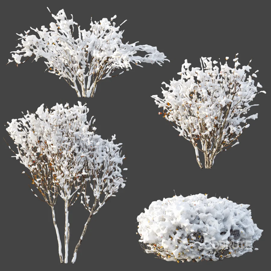 AV Winter Plant Snow Myrtle flower Winter and Snow Quihoui Privet Image 1